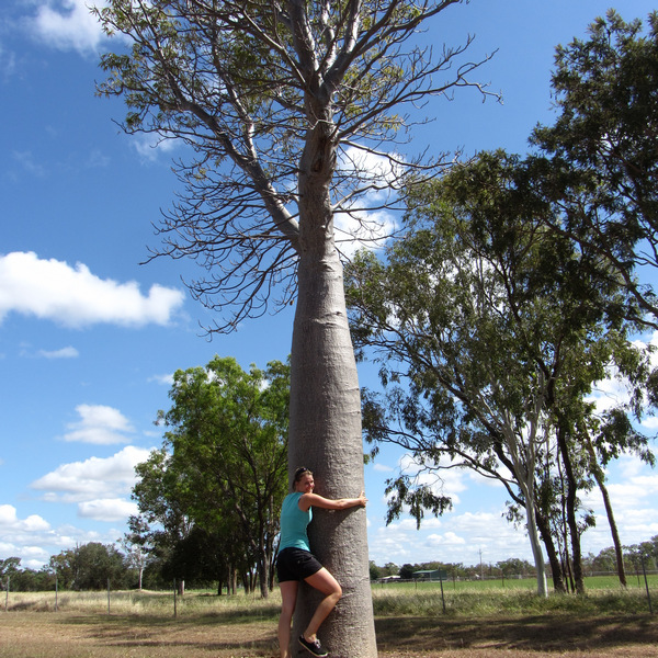 Katherine baobab